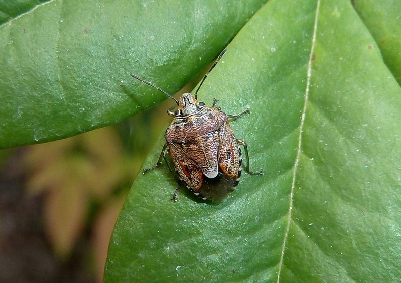 Piccolo e colorato: Holcogaster fibulata della Lombardia